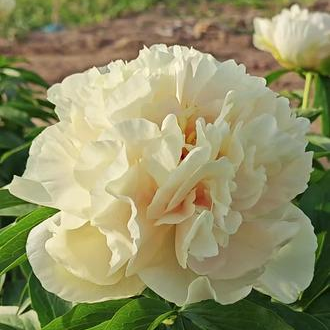 Peony Sunny Girl
